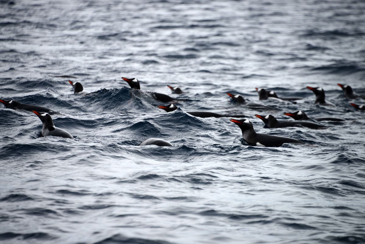 06A Penguins Swimming In The Water Near Danco Island On Quark Expeditions Antarctica Cruise